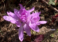 Fonds d'cran Nature Colchiques 