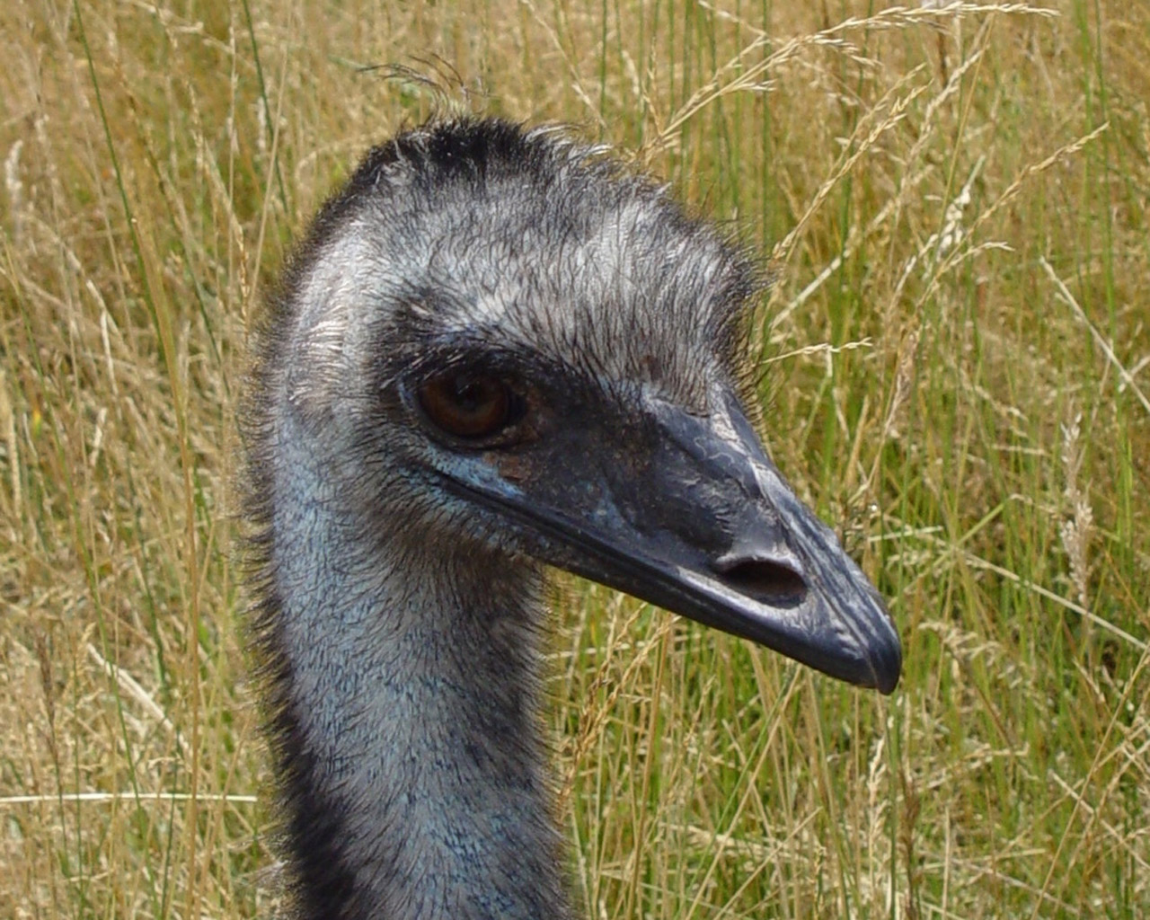 Wallpapers Animals Birds - Ostriches and Emus 