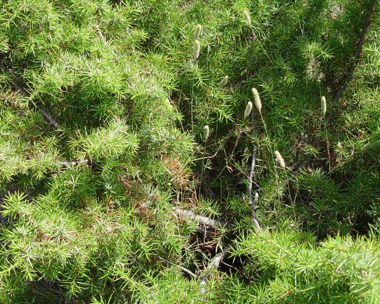 Fonds d'cran Nature Plantes - Arbustes 