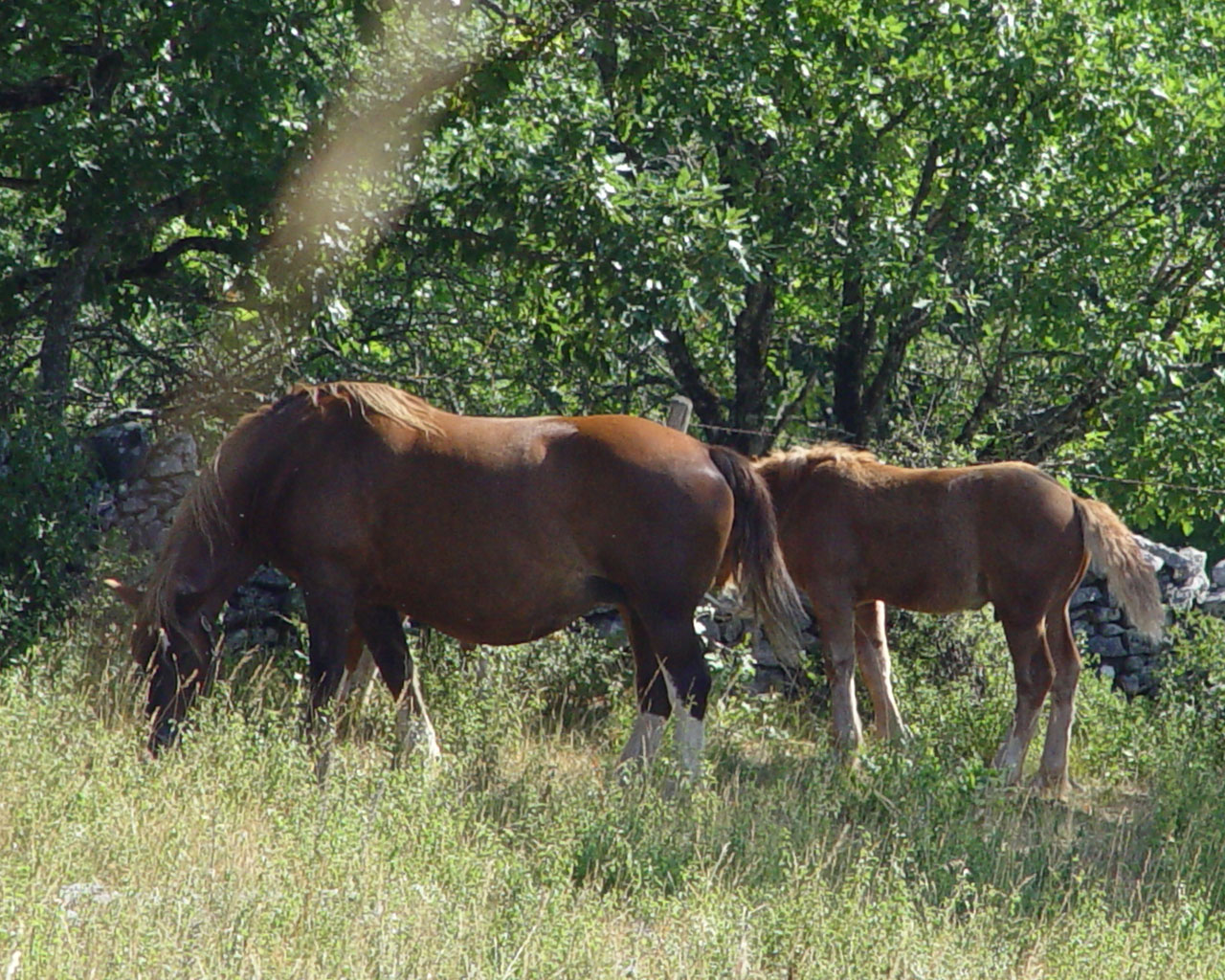 Fonds d'cran Animaux Chevaux 