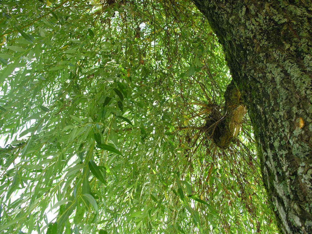 Fonds d'cran Nature Arbres - Forts 