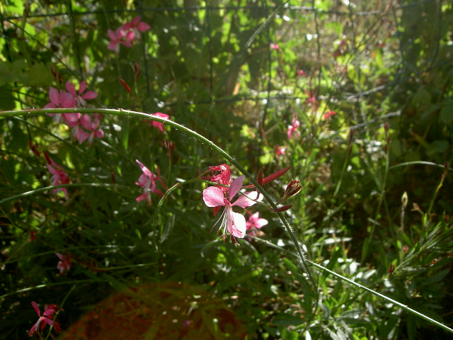 Wallpapers Nature Flowers 