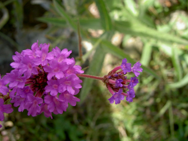 Wallpapers Nature Flowers 