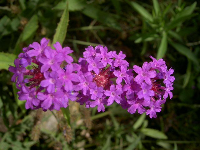 Fonds d'cran Nature Fleurs 