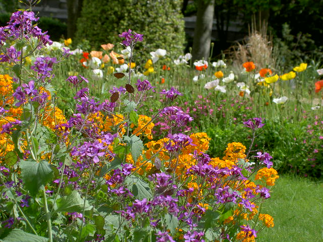 Fonds d'cran Nature Fleurs 