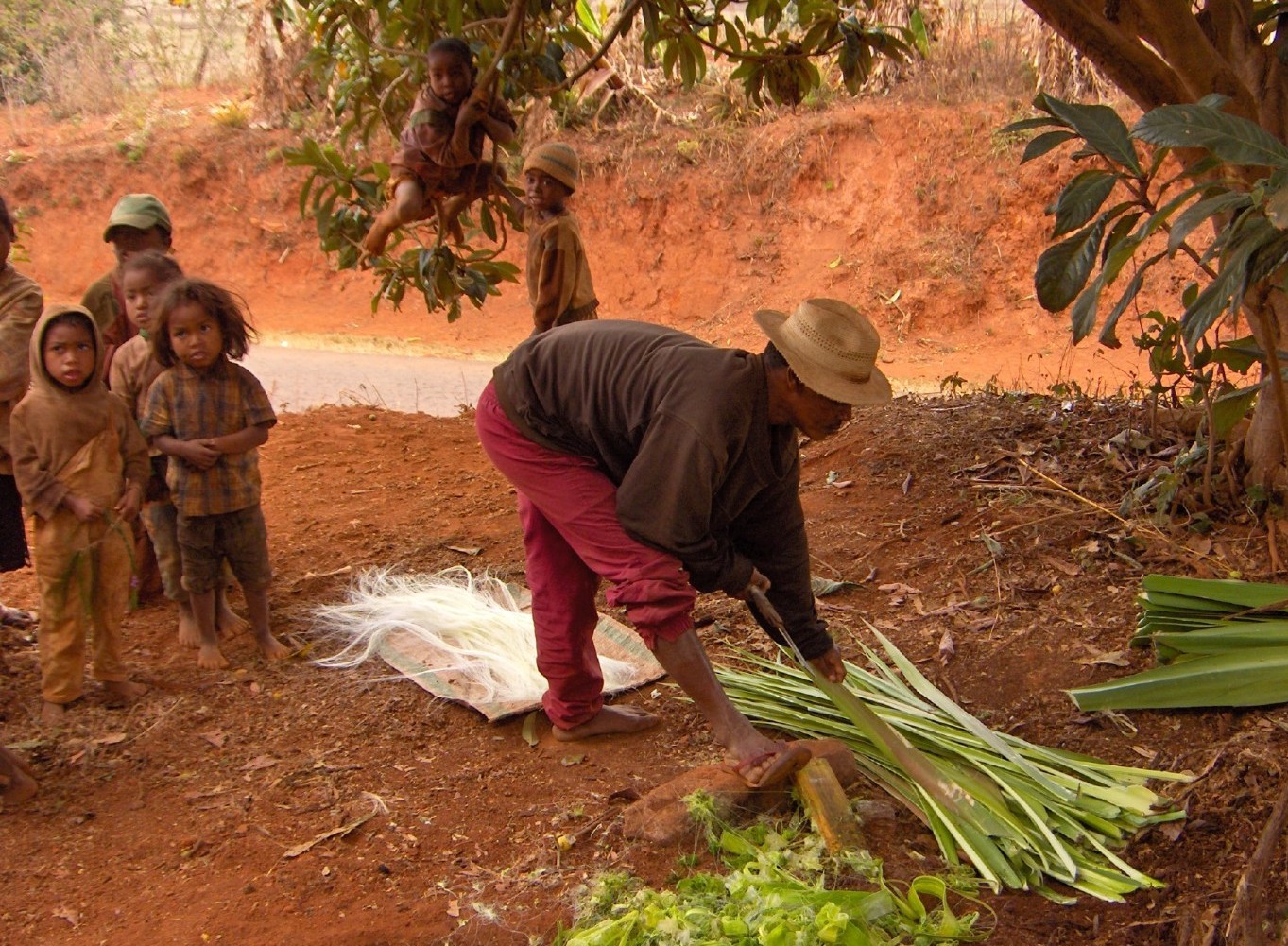 Wallpapers Trips : Africa Madagascar Coupeur de cisale  Ambalavao