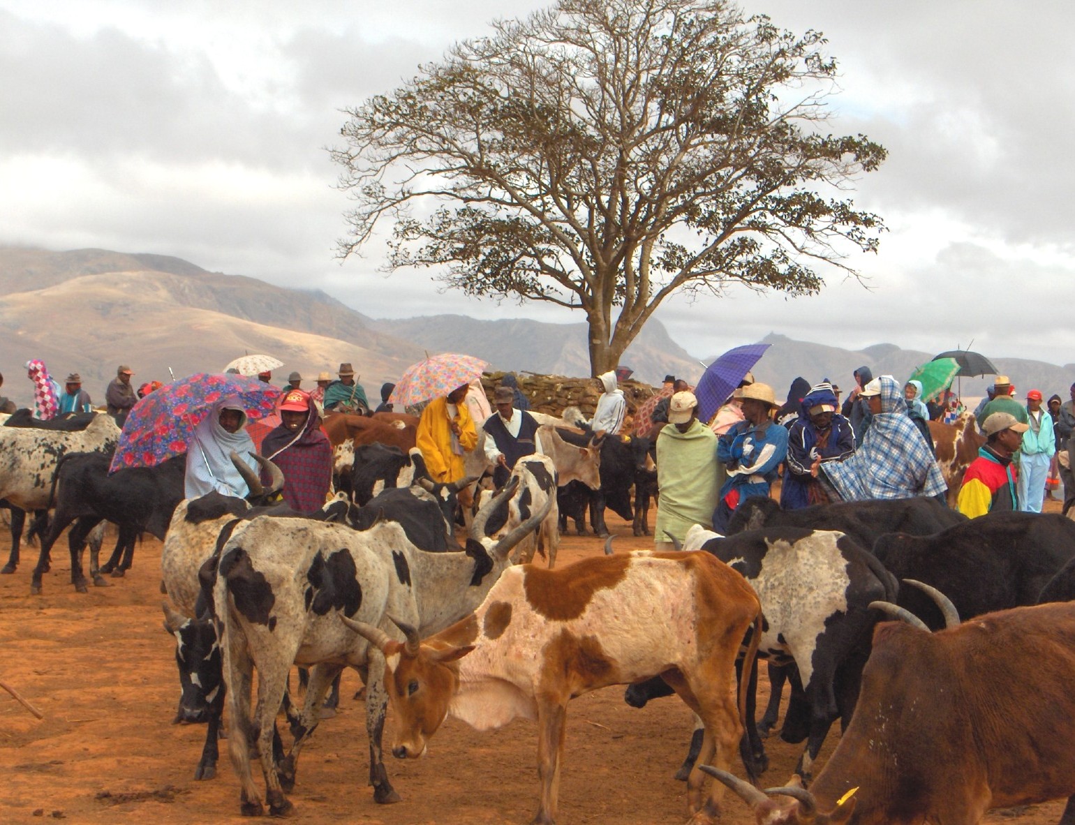 Fonds d'cran Voyages : Afrique Madagascar Au march aux zbus d'Ambalavao