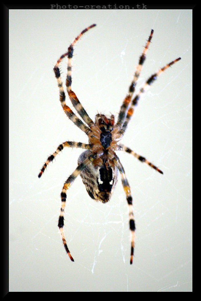 Wallpapers Animals Spiders Araigne...