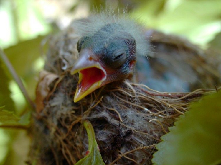 Fonds d'cran Animaux Oiseaux - Chardonnerets chardonerais