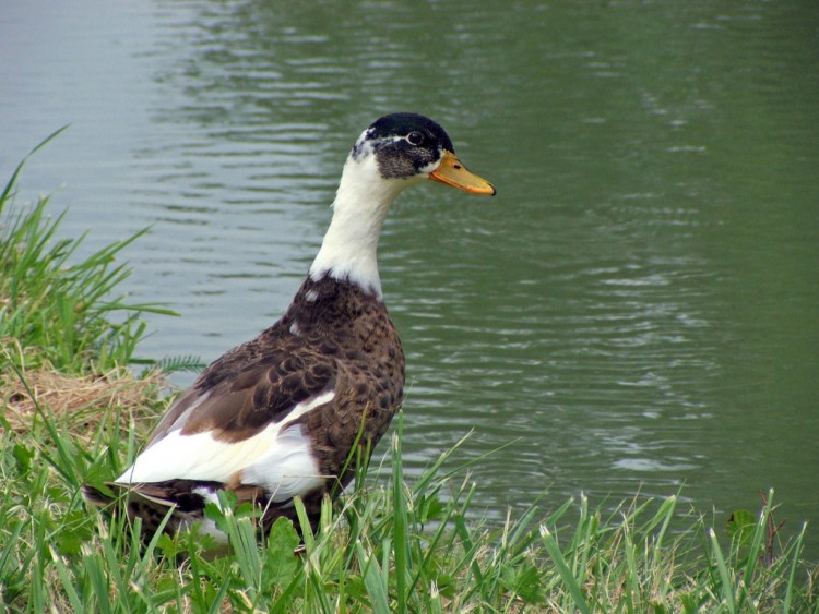 Fonds d'cran Animaux Oiseaux - Canards Je te tiens  l'oeil !