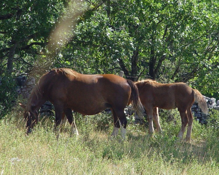 Fonds d'cran Animaux Chevaux Wallpaper N115130