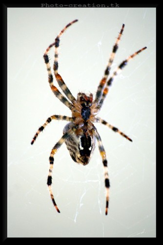 Wallpapers Animals Spiders Araigne...