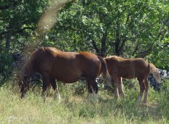 Fonds d'cran Animaux Image sans titre N115130