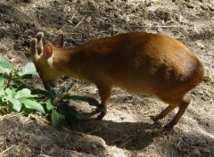 Fonds d'cran Animaux Image sans titre N115132