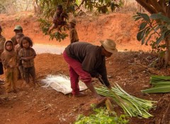 Fonds d'cran Voyages : Afrique Coupeur de cisale  Ambalavao