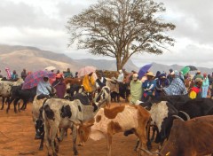 Fonds d'cran Voyages : Afrique Au march aux zbus d'Ambalavao