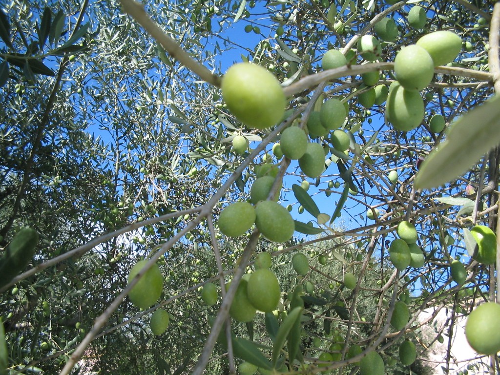 Fonds d'cran Nature Fruits Sous les oliviers ...