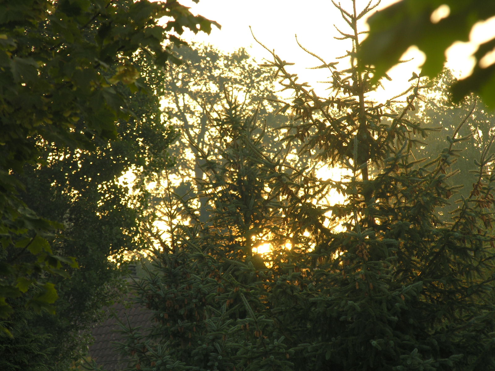 Fonds d'cran Nature Arbres - Forts 