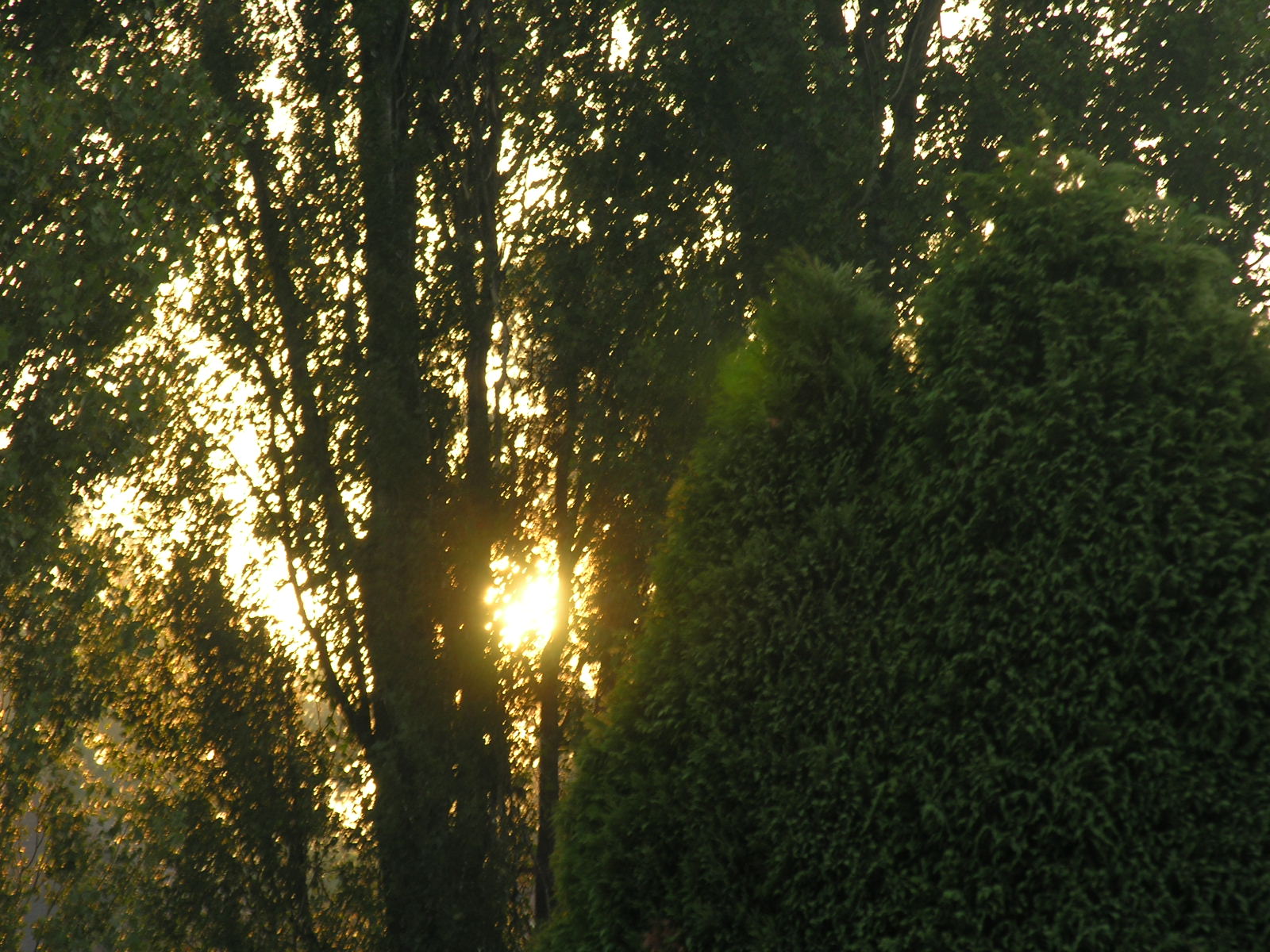 Fonds d'cran Nature Arbres - Forts 