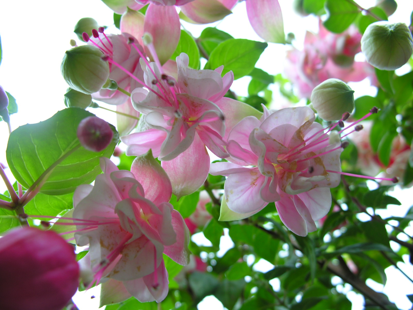 Fonds d'cran Nature Fleurs 