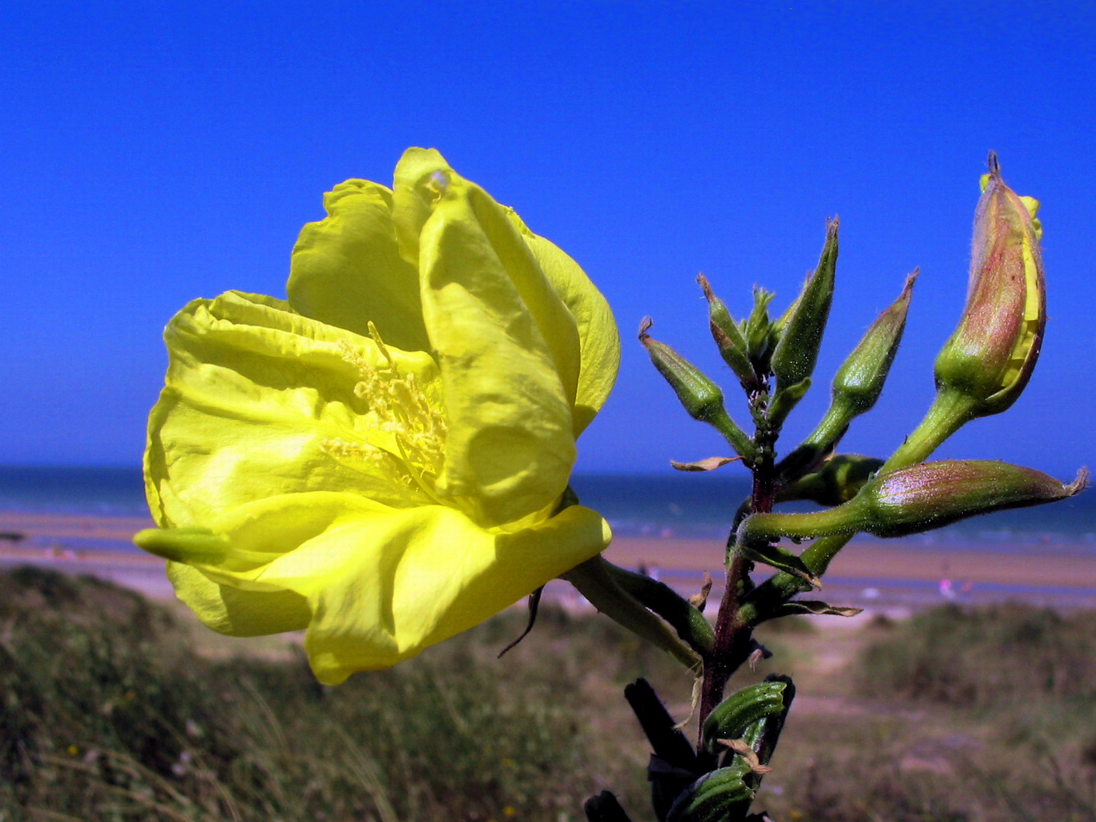 Wallpapers Nature Flowers ...