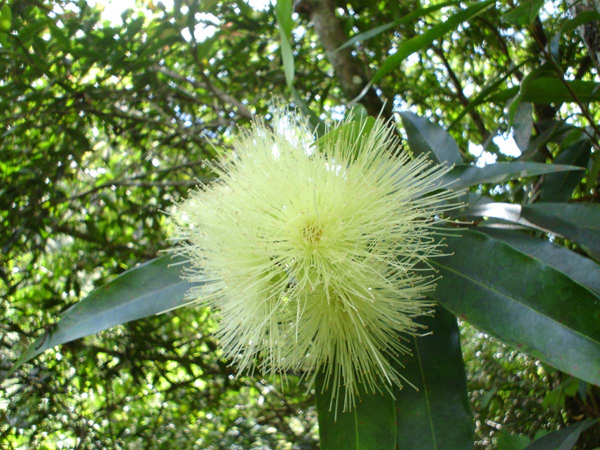 Wallpapers Nature Flowers ??