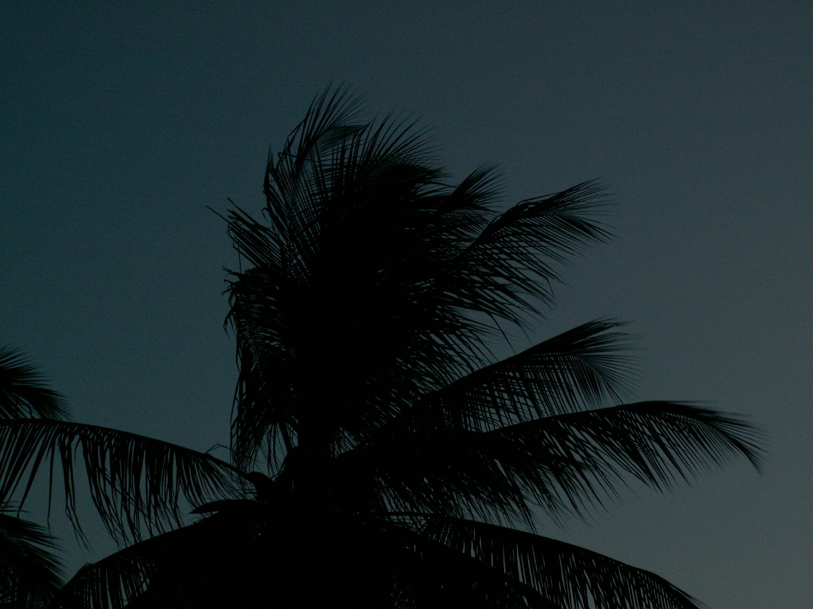 Fonds d'cran Nature Arbres - Forts Silhouette nocturne