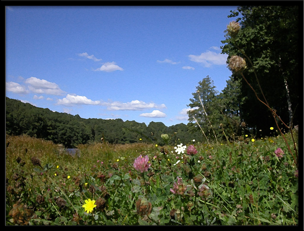 Fonds d'cran Nature Champs - Prairies Pr fleuri