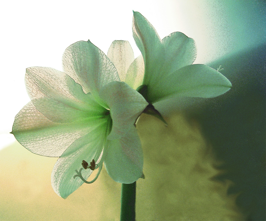 Wallpapers Nature Flowers Ceci est une photo d'amaryllis