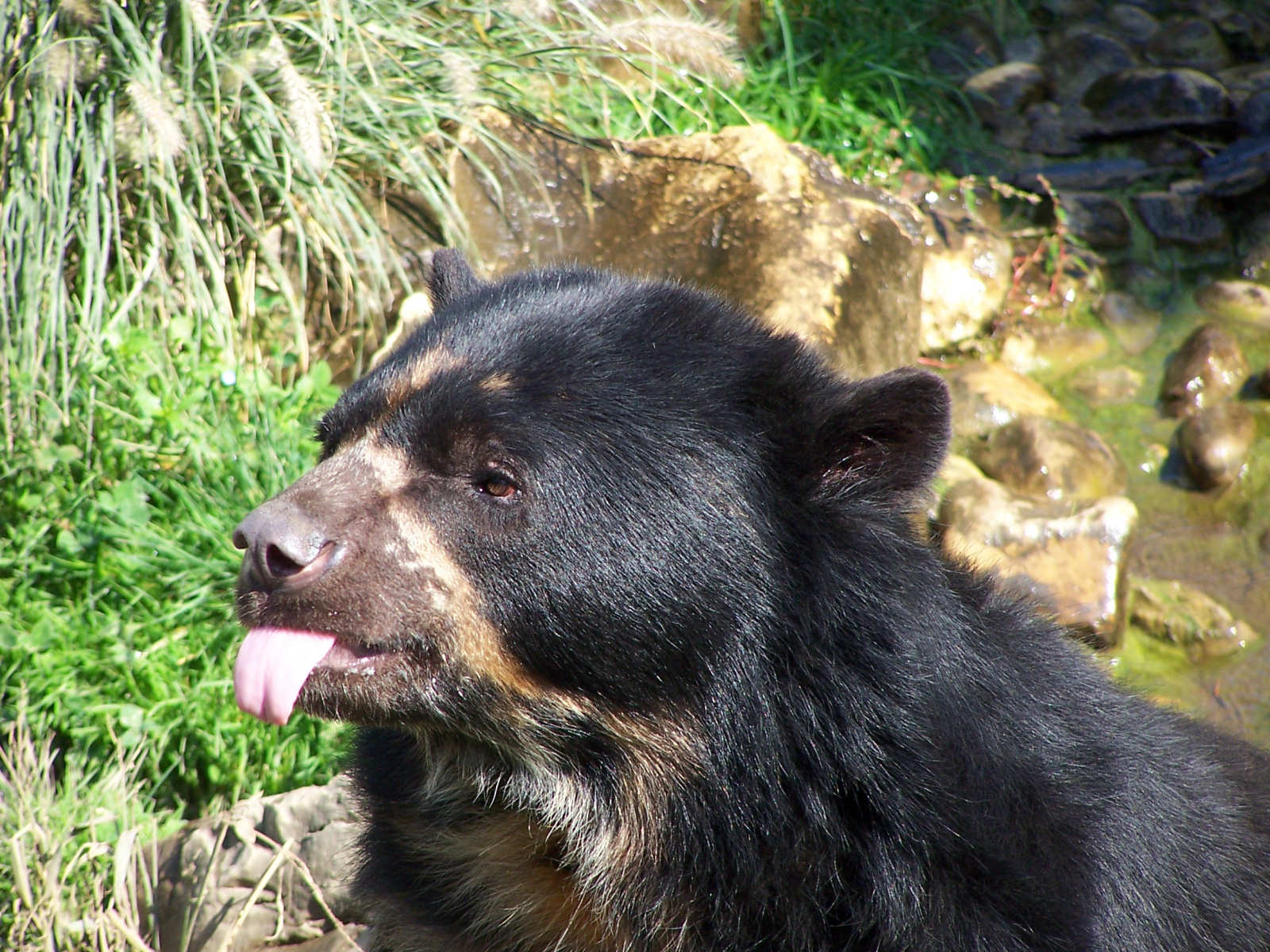 Fonds d'cran Animaux Ours Noun'ours