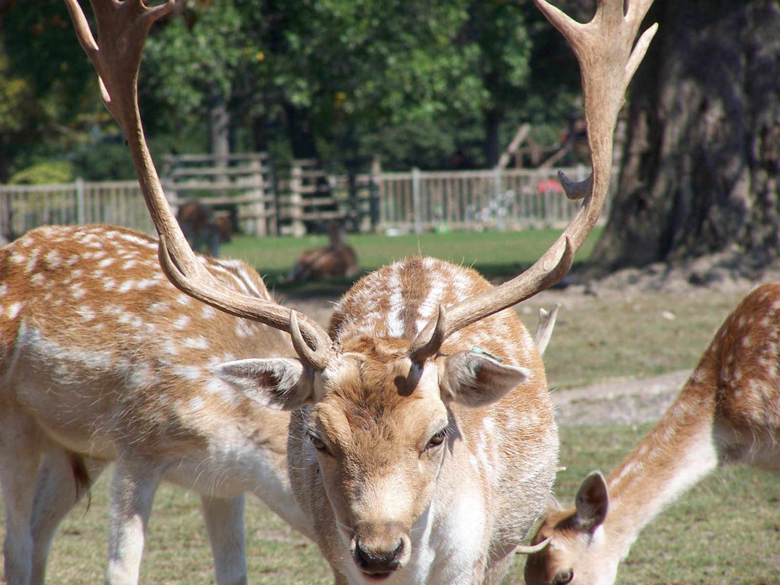 Fonds d'cran Animaux Cervids C'est le papa de bambi