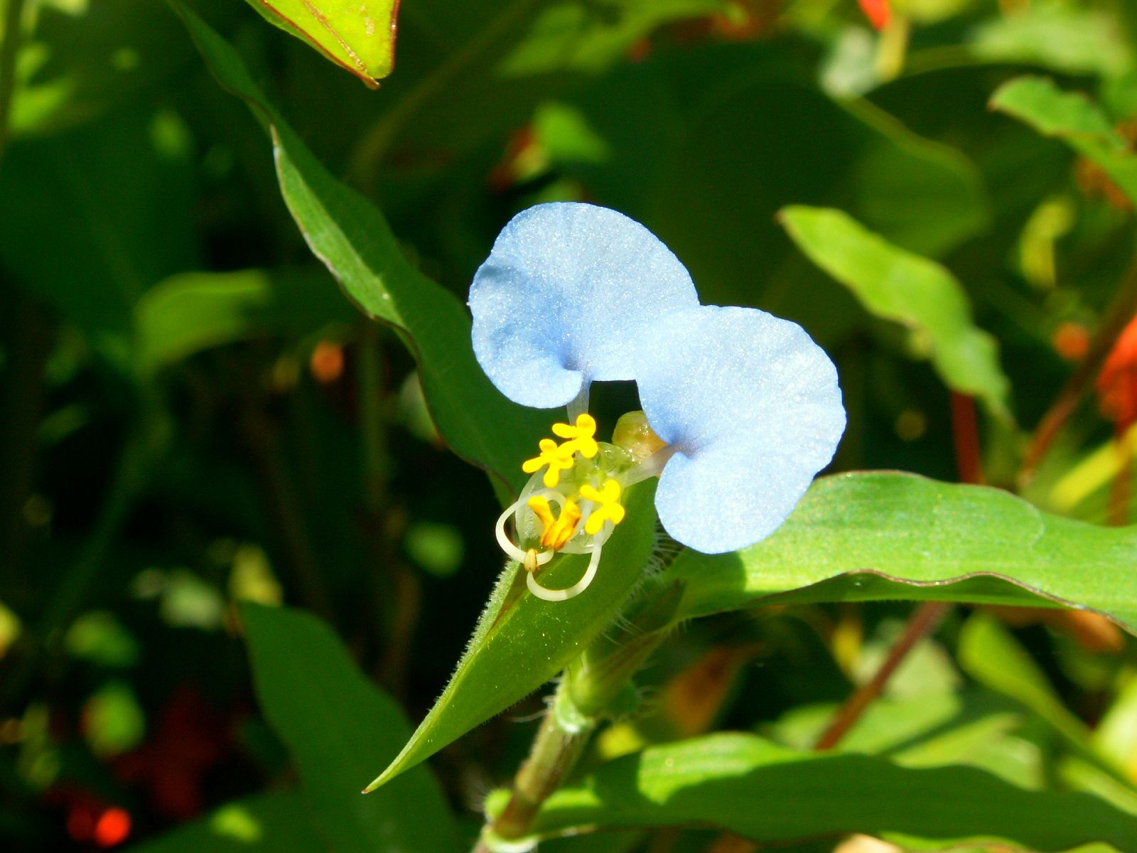 Wallpapers Nature Flowers Fleurette bleue