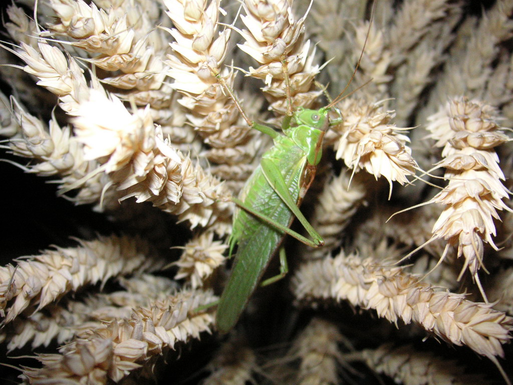 Fonds d'cran Animaux Insectes - Sauterelles et Criquets cricri