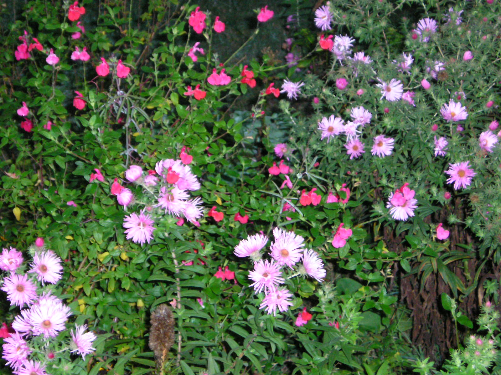 Fonds d'cran Nature Fleurs un petit buisson fleuri