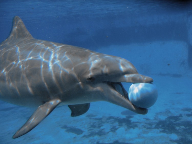 Fonds d'cran Animaux Vie marine - Dauphins Dauphin ...