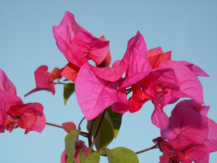 Fonds d'cran Nature Fleurs Bougainvillier