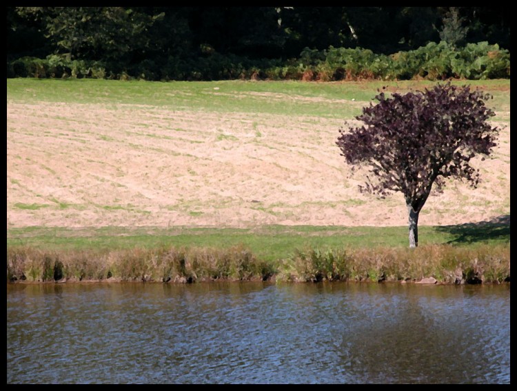 Fonds d'cran Nature Lacs - Etangs Bord d'tang