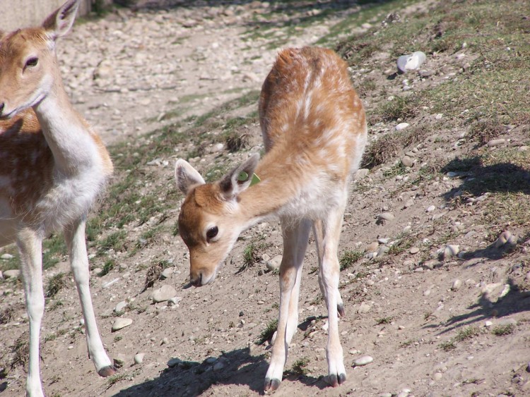 Fonds d'cran Animaux Cervids Bambi