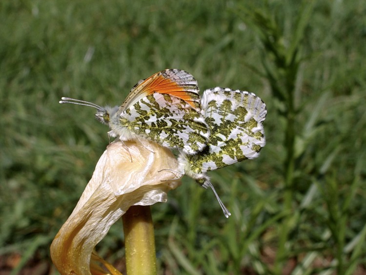 Fonds d'cran Animaux Insectes - Papillons Antrocharis cardamine du 26.04.2003