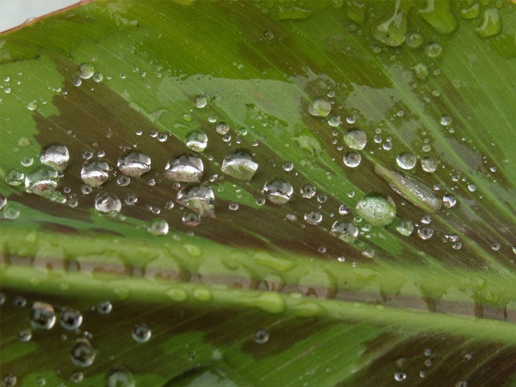 Fonds d'cran Nature Feuilles - Feuillages gouttes de pluie