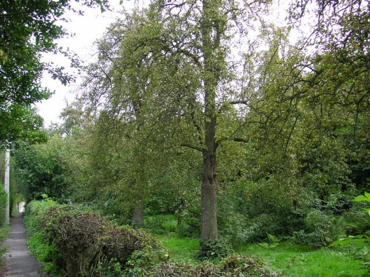 Fonds d'cran Nature Arbres - Forts rue des bergers si si