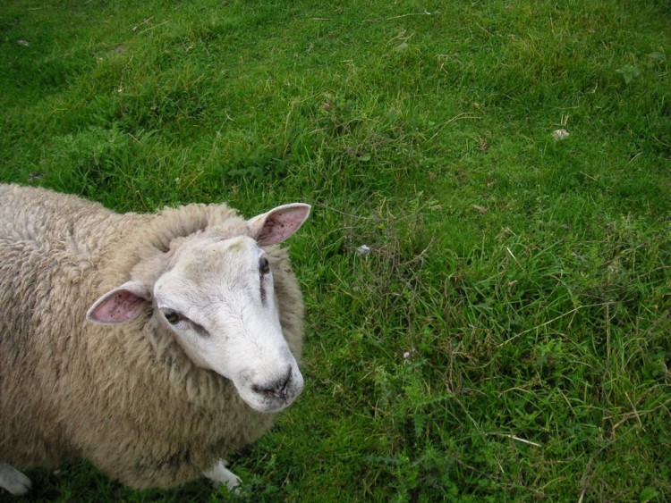 Fonds d'cran Animaux Moutons - Mouflons MOUTON