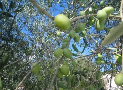 Fonds d'cran Nature Sous les oliviers ...