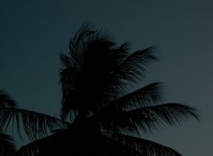 Wallpapers Nature Silhouette nocturne