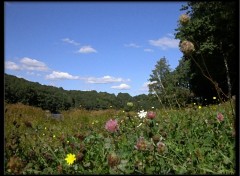 Fonds d'cran Nature Pr fleuri