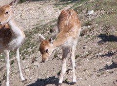 Fonds d'cran Animaux Bambi