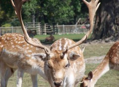 Fonds d'cran Animaux C'est le papa de bambi