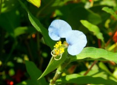 Wallpapers Nature Fleurette bleue