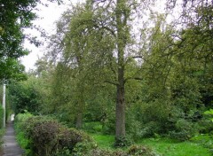 Fonds d'cran Nature rue des bergers si si