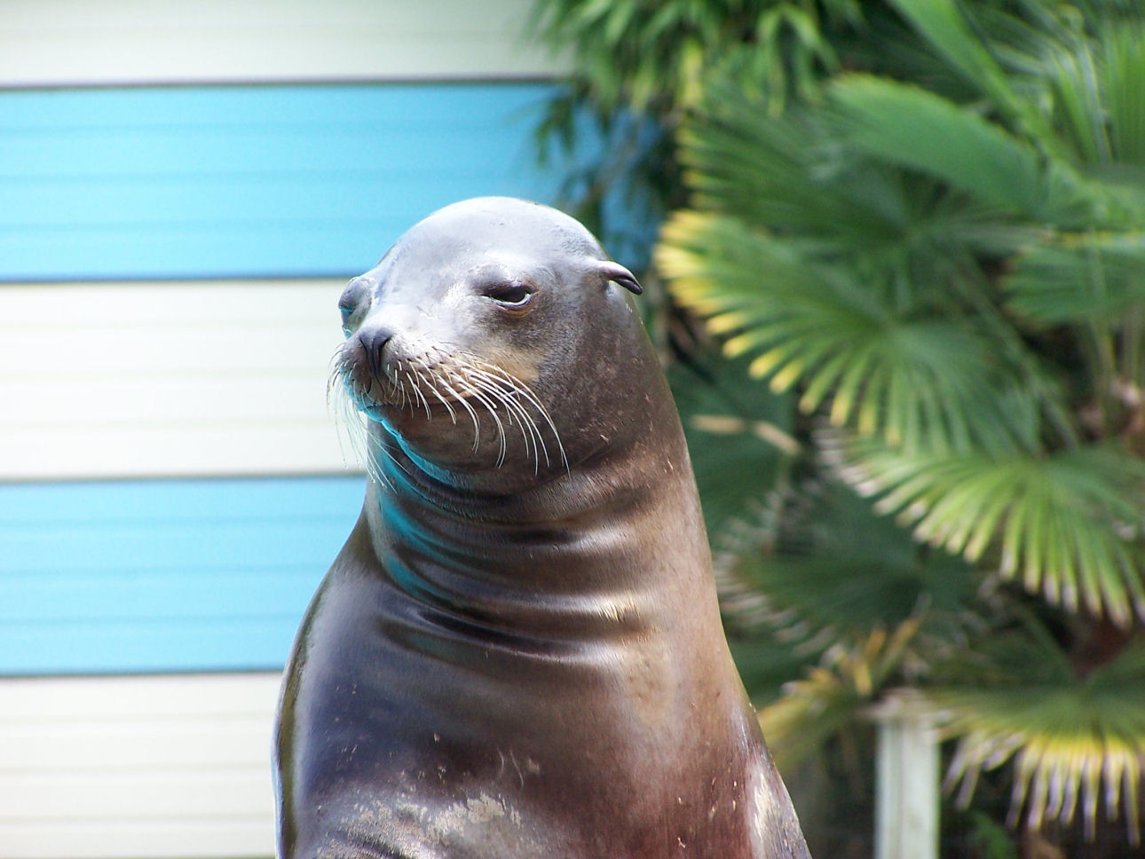 Wallpapers Animals Sealife - Sea lions 